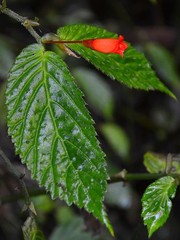 Begonia longirostris image
