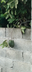 Annona muricata image