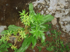 Eryngium foetidum image