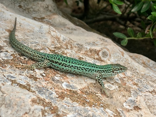 Ibiza Wall Lizard