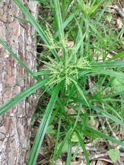 Cyperus odoratus image