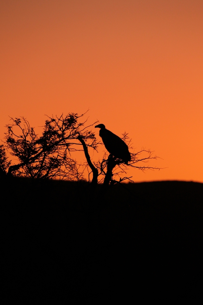 Cape Griffon from Breede River DC, South Africa on November 29, 2022 at ...