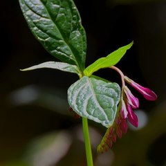 Image of Spigelia pedunculata