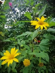 Tithonia diversifolia image