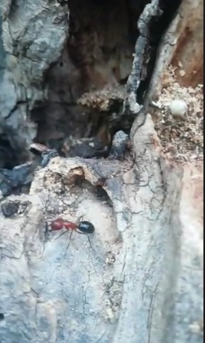 Camponotus holziCamponotus holzi