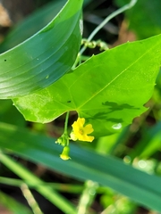 Melothria pendula image