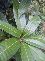 Mangifera indica image