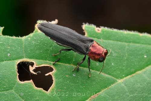 Agrilus sinensis · iNaturalist