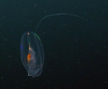 Euplokamis stationis