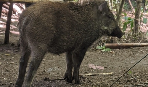 Indian Boar