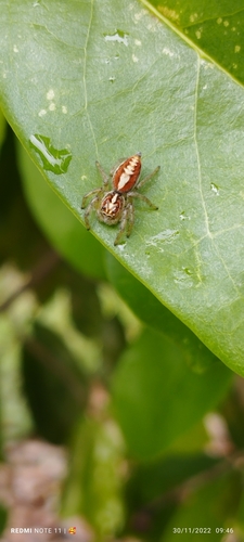 Frigga coronigera