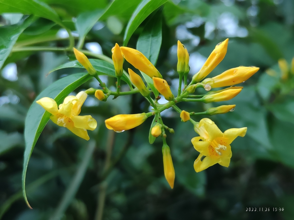 Graceful Jesamine in November 2022 by 九天 · iNaturalist