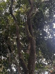 Handroanthus guayacan image