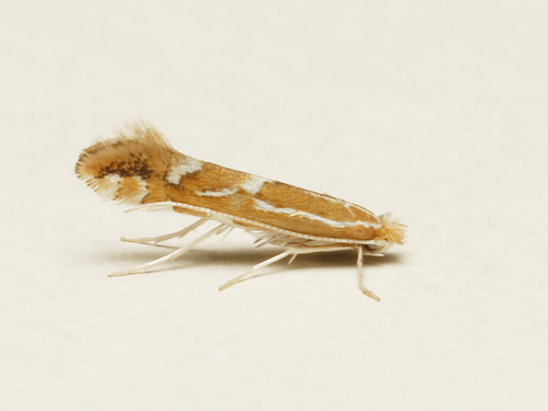 Firethorn Leafminer