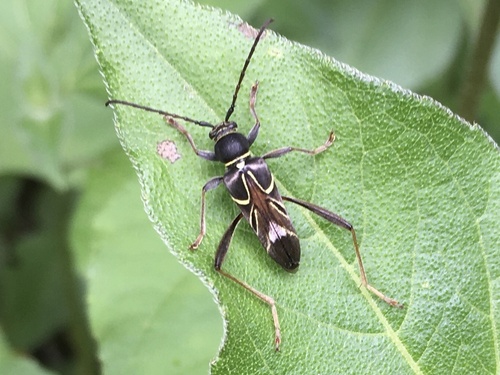 Trichoxys longipes thumbnail