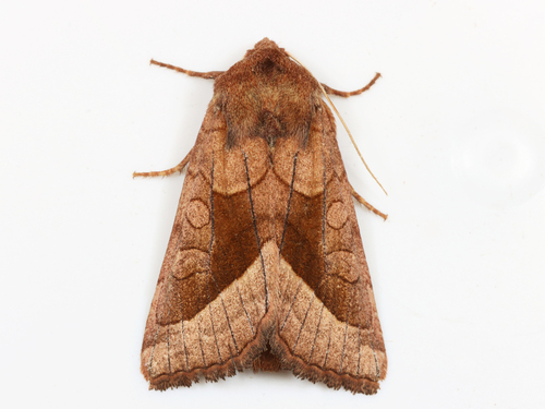 Rosy Rustic