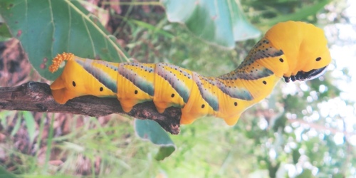 Death's Head Hawkmoth