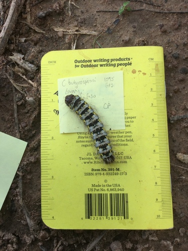 Cirina butyrospermi