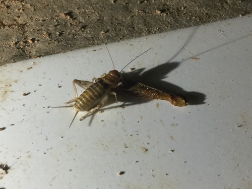 Tropical House Cricket
