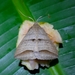 Perasia ora - Photo (c) Rainer Deo, all rights reserved, uploaded by Rainer Deo