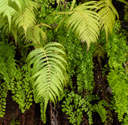 Pelazoneuron ovatum