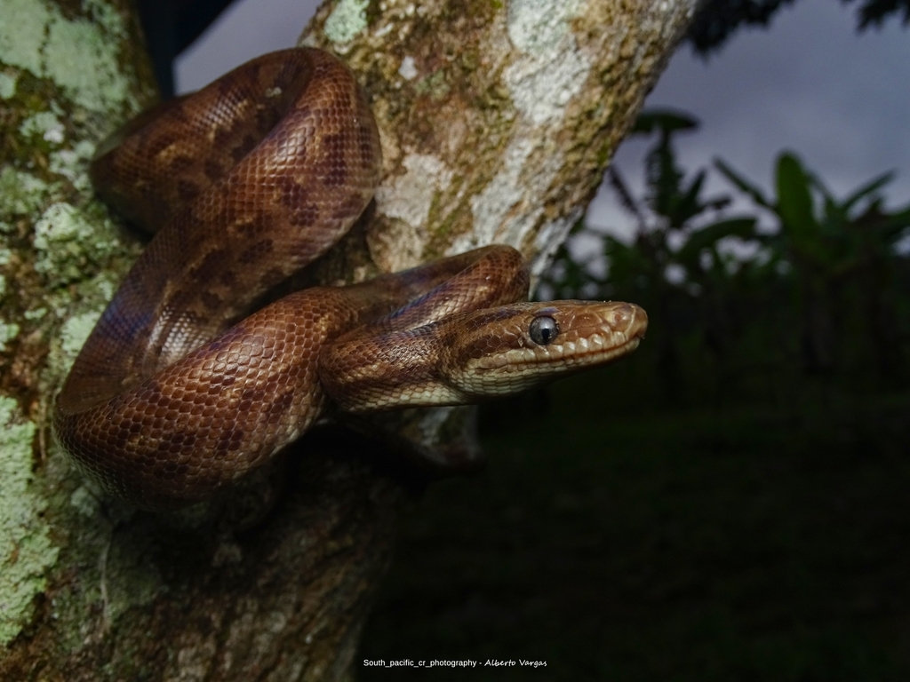 Brown Rainbow Boa from Provincia de Puntarenas, Cd Cortés, Costa Rica ...