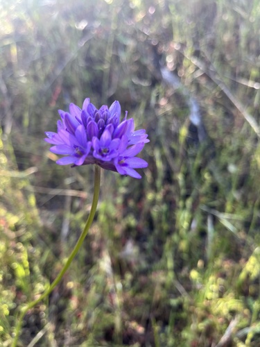 iNaturalist observation photo of Ookow