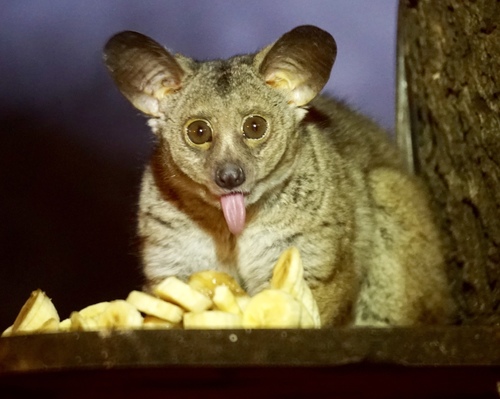 Brown Greater Galago