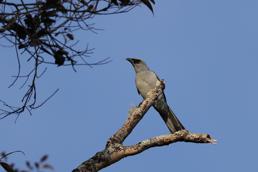 Buru Cuckooshrike (Coracina fortis) photo