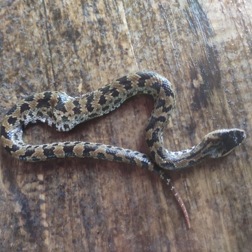 Chinese Mountain Pit Viper
