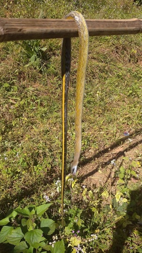Helfenberger's Beauty Snake