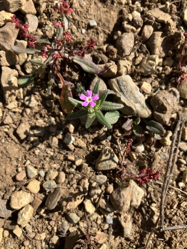 Microsteris gracilis var. gracilis