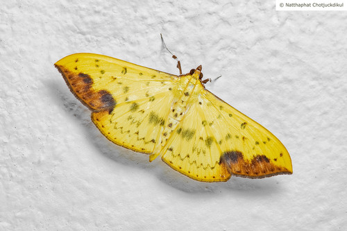 Botyodes principalis Leech, 1889