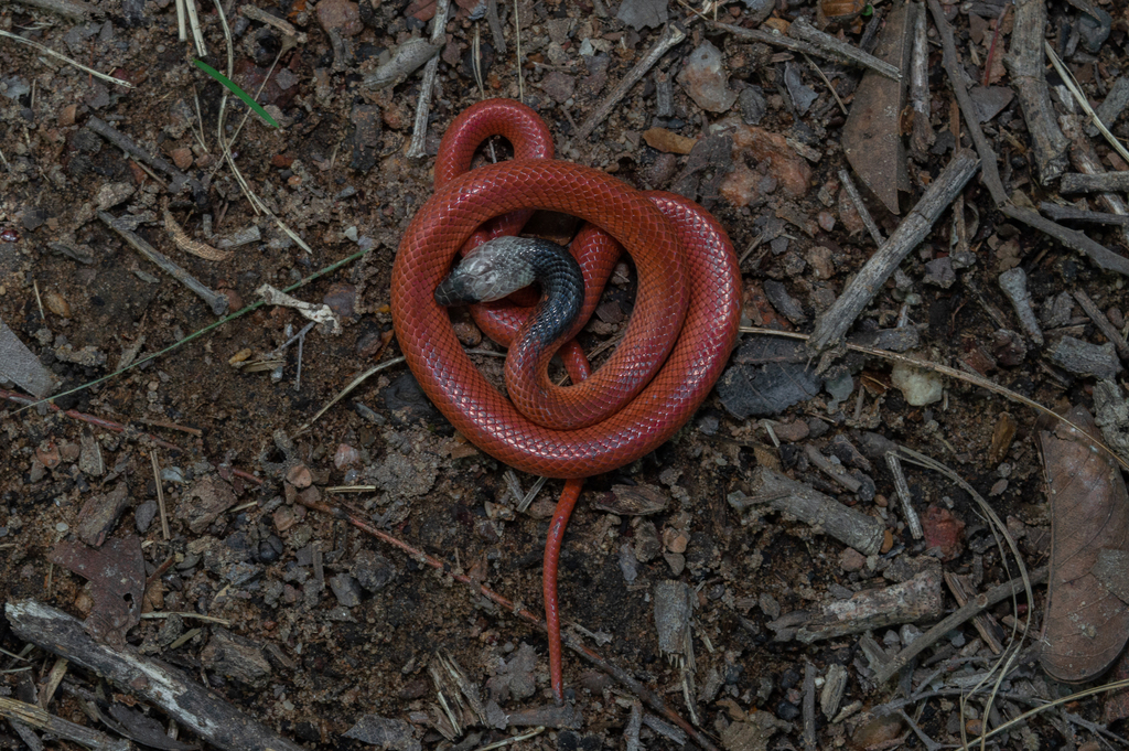 Cobra-preta (Pseudoboa nigra) · BioDiversity4All