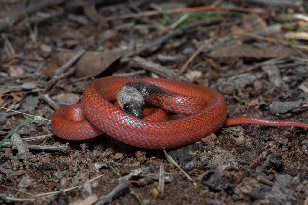 Boas (Family Boidae) · iNaturalist