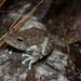Santa Barbara Tree Frog - Photo (c) Luiz Braga, all rights reserved, uploaded by Luiz Braga