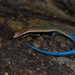 Maximilian's Blue-tailed Microteiid - Photo (c) Luiz Braga, all rights reserved, uploaded by Luiz Braga