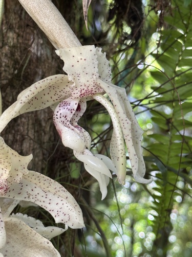 Stanhopea florida