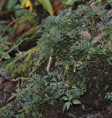 Image of Elaphoglossum foeniculaceum