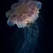 Pacific Lion's Mane Jelly - Photo (c) ChengYu Hou, all rights reserved, uploaded by ChengYu Hou