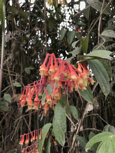 Psammisia ecuadorensis image