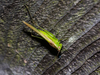 Anisoptera - Photo (c) Timothy Reichard, all rights reserved, uploaded by Timothy Reichard