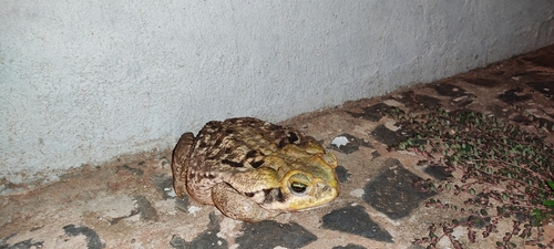 Cururu Toad