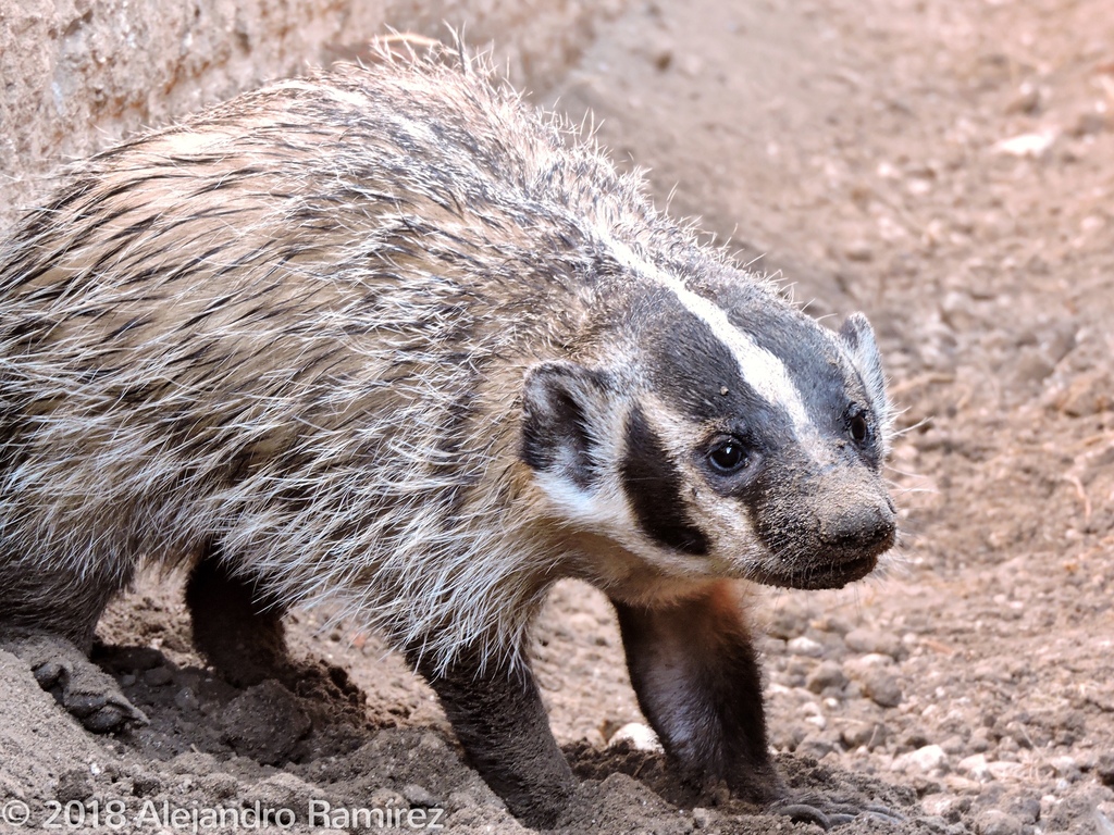 American Badger from Reynosa, Reynosa, TAMPS, MX on September 05, 2018 ...