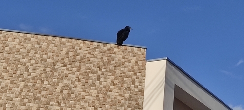 Black Vulture
