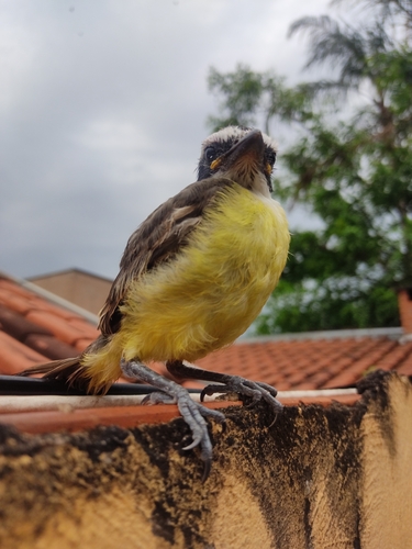 Great Kiskadee