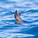Least Storm-Petrel - Photo (c) BJ Stacey, all rights reserved