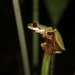 Chamula Mountain Brook Frog - Photo (c) Miguel Angel Rodriguez Salazar (MARS), all rights reserved, uploaded by Miguel Angel Rodriguez Salazar (MARS)