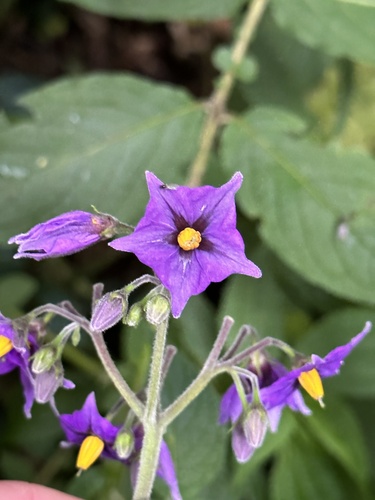 Solanum minutifoliolum