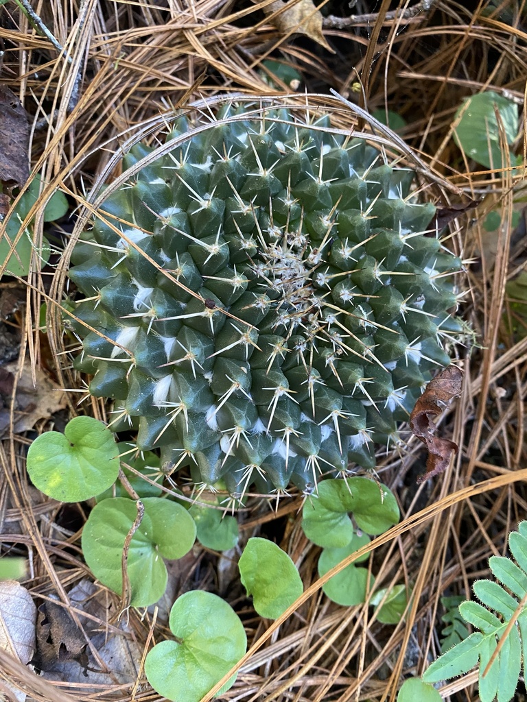 Mexican pincushion cactus from Reserva de la Biósfera El Cielo, Jaumave